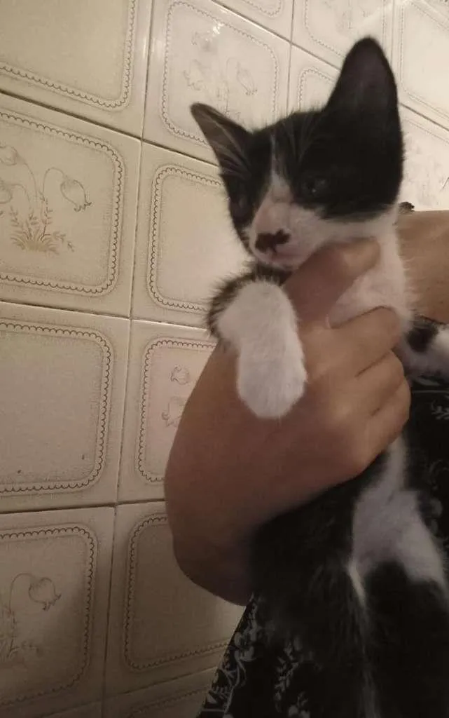 Gato ra a SRD-ViraLata idade Abaixo de 2 meses nome FILHOTES