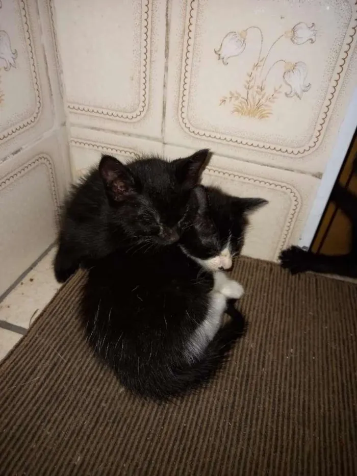 Gato ra a SRD-ViraLata idade Abaixo de 2 meses nome FILHOTES