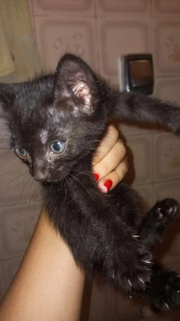 Gato ra a SRD-ViraLata idade Abaixo de 2 meses nome FILHOTES