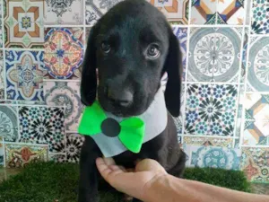 Cachorro raça Srd idade Abaixo de 2 meses nome Caio