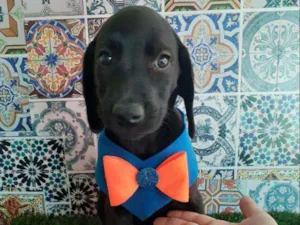 Cachorro raça Srd idade Abaixo de 2 meses nome Tedy