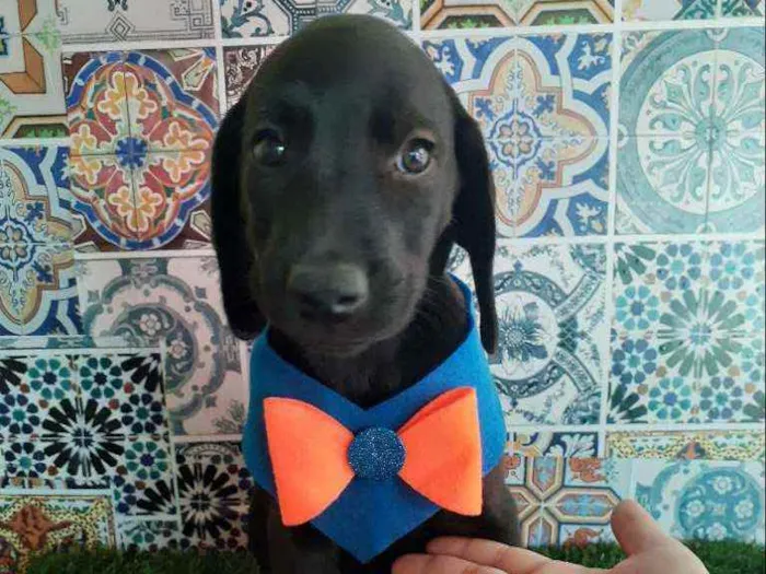 Cachorro ra a Srd idade Abaixo de 2 meses nome Tedy