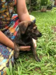 Cachorro raça Sem Raça Definida idade 2 a 6 meses nome Sem nome