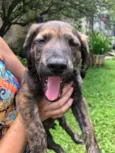 Cachorro raça Sem Raça Definida idade 2 a 6 meses nome Sem nome