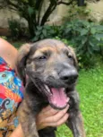 Cachorro raça Sem Raça Definida idade 2 a 6 meses nome Sem nome