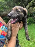 Cachorro raça Sem Raça Definida idade 2 a 6 meses nome Sem nome
