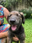 Cachorro raça Sem Raça Definida idade 2 a 6 meses nome Sem nome