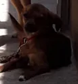 Kelly e thor