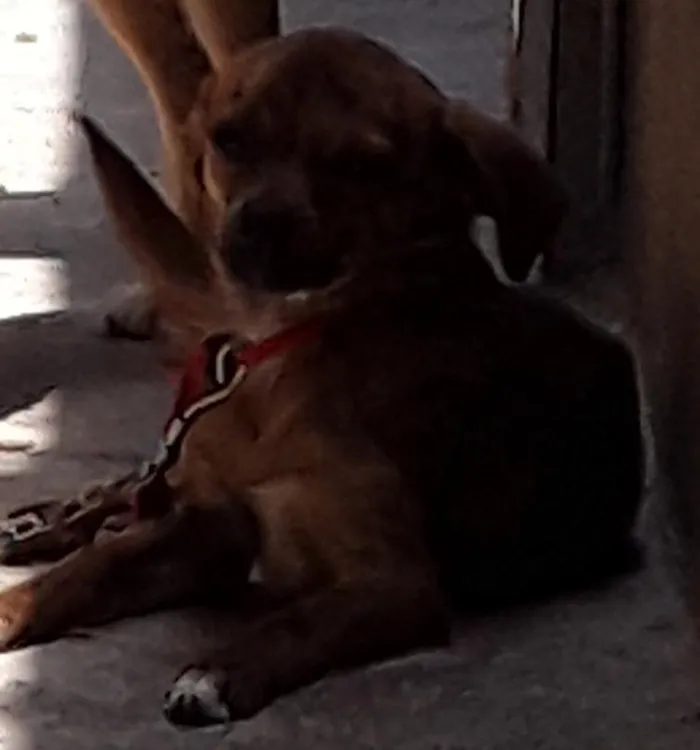 Cachorro raça Vira lata e mestiço  idade 3 anos nome Kelly e thor