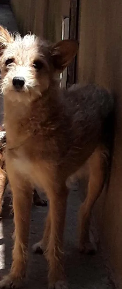 Cachorro raça Vira lata e mestiço  idade 3 anos nome Kelly e thor
