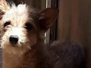 Cachorro raça Vira lata e mestiço  idade 3 anos nome Kelly e thor
