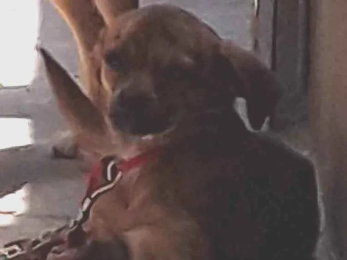 Cachorro raça Vira lata e mestiço  idade 3 anos nome Kelly e thor
