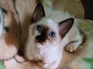Gato raça  idade 2 a 6 meses nome Não tem nome.