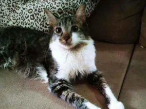Gato raça  idade 2 a 6 meses nome Não tem nome.