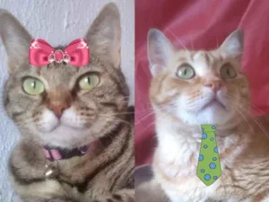 Gato raça Mesticos  idade 2 a 6 meses nome Nicole e Nick 