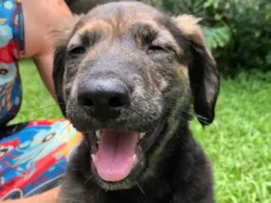Cachorro raça Sem Raça Definida idade 2 a 6 meses nome Sem nome