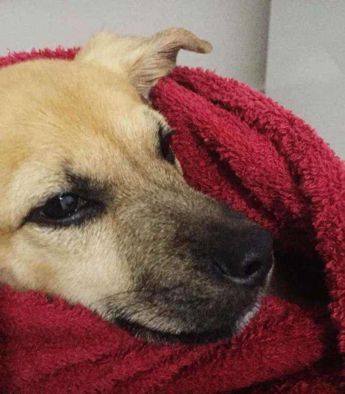 Cachorro ra a SRD idade 2 a 6 meses nome Théo