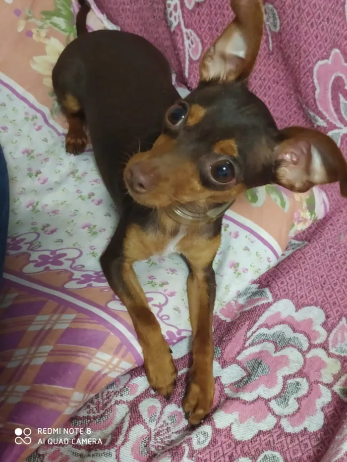 Cachorro ra a Pincher idade 7 a 11 meses nome Zeus