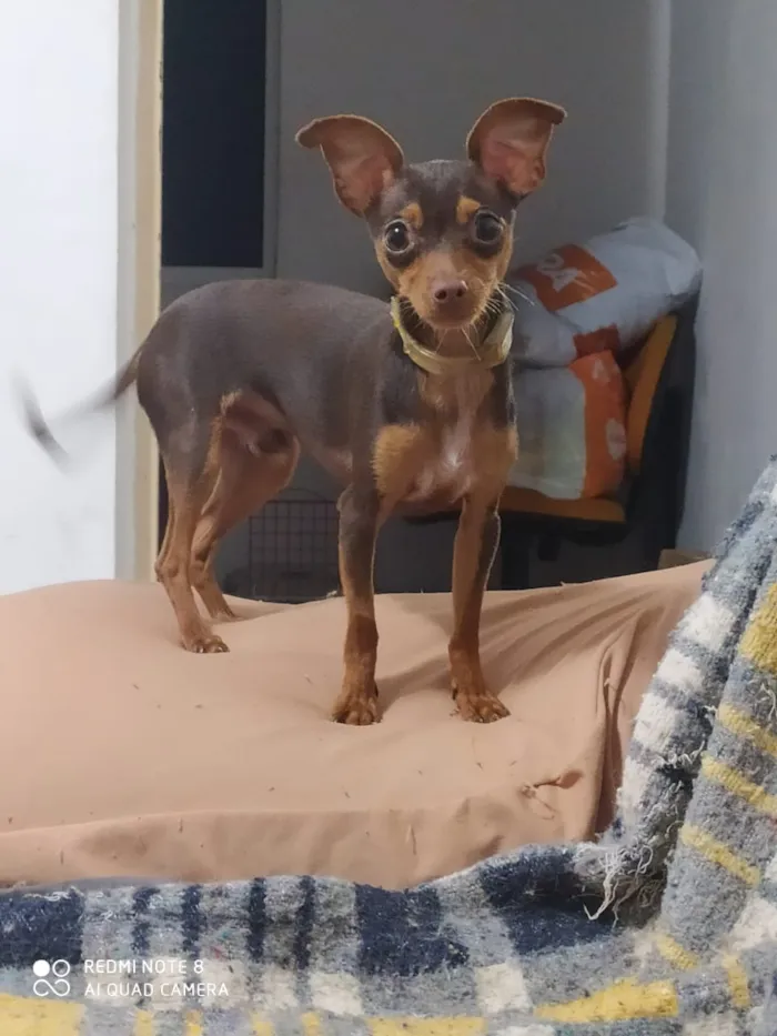 Cachorro ra a Pincher idade 7 a 11 meses nome Zeus