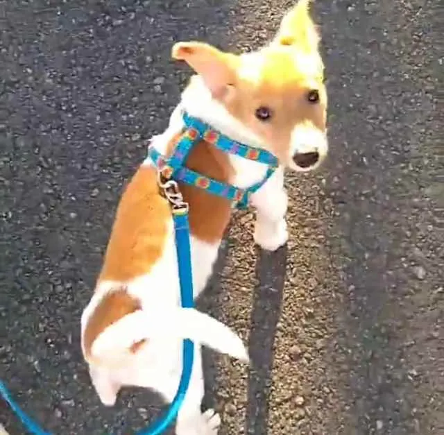 Cachorro ra a SRD idade 2 a 6 meses nome Lord