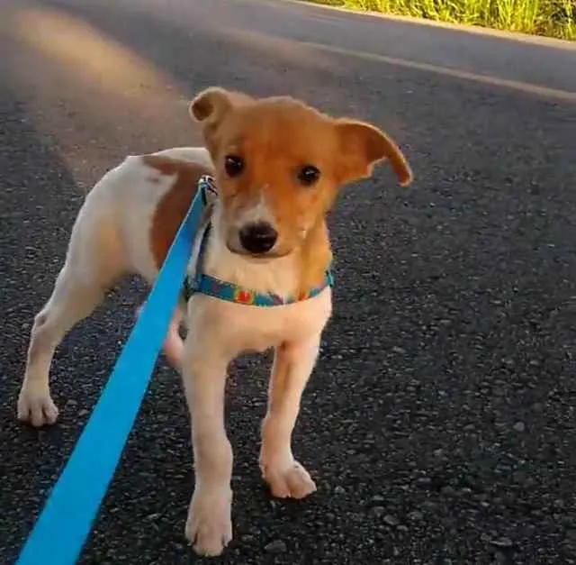 Cachorro ra a SRD idade 2 a 6 meses nome Lord