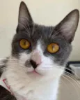Gaya