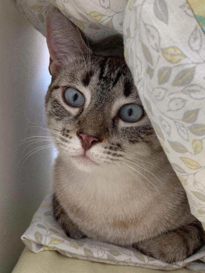 Gato ra a Srd idade 3 anos nome Lua