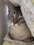 Lua