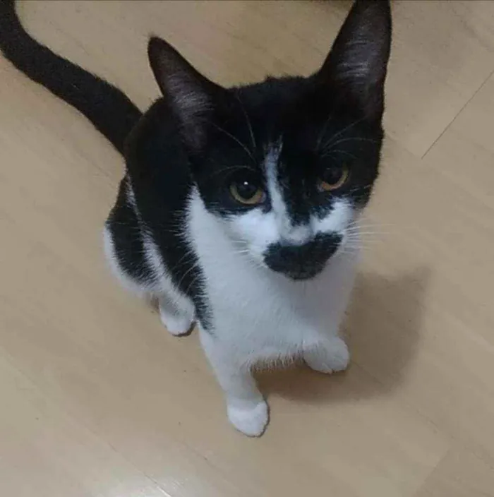 Gato ra a Srd idade 7 a 11 meses nome Charlote
