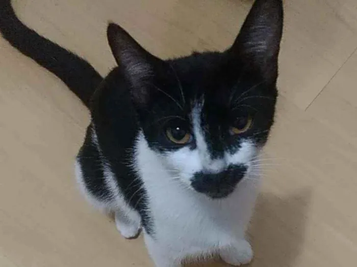 Gato ra a Srd idade 7 a 11 meses nome Charlote