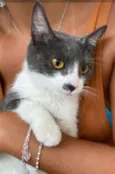 Gaya