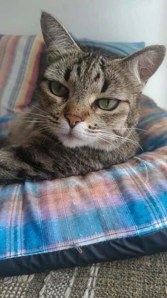 Gato ra a Srd idade 2 anos nome LULY