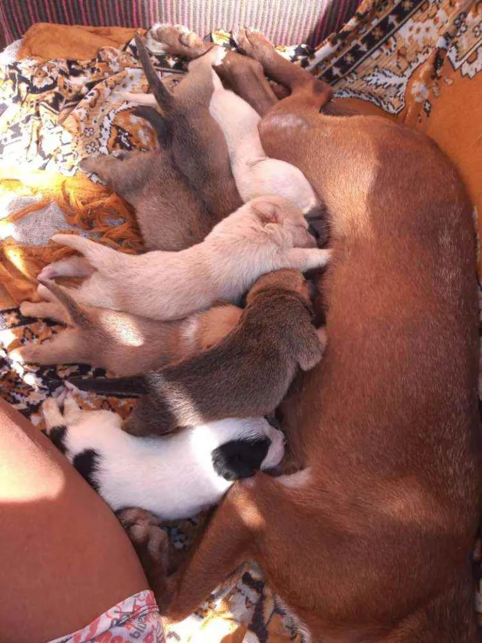 Cachorro ra a Burriler e SRD idade Abaixo de 2 meses nome Sem nomes