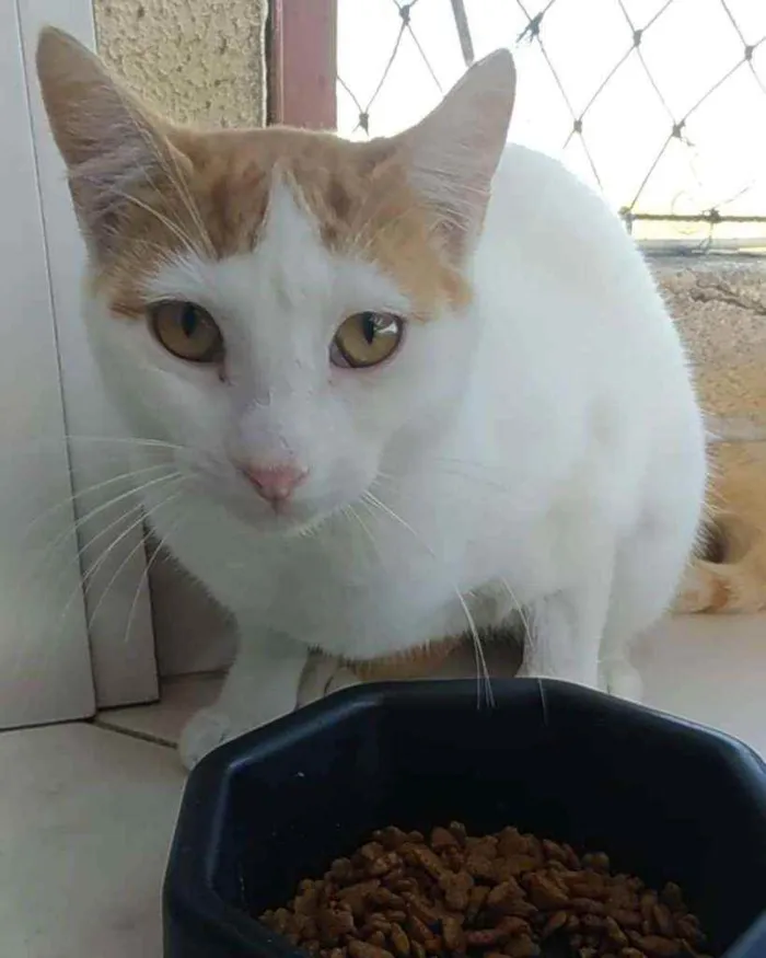 Gato ra a Srd idade 1 ano nome Zoé