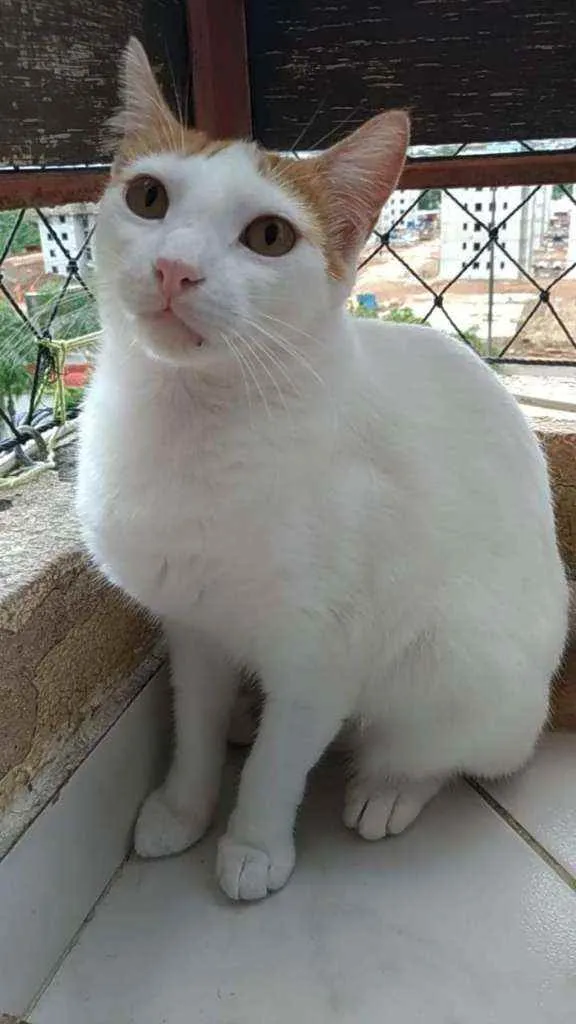 Gato ra a Srd idade 1 ano nome Zoé