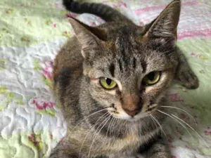 Gato raça Srd idade 1 ano nome Charlotte 