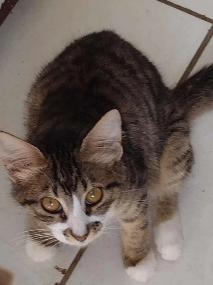 Gato ra a SRD-ViraLata idade 2 a 6 meses nome Amora