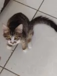 Amora