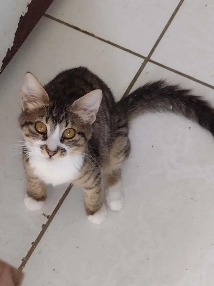 Gato ra a SRD-ViraLata idade 2 a 6 meses nome Amora