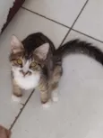 Amora