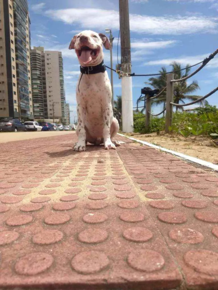 Cachorro raça American Pitbull Terrier idade 2 a 6 meses nome Rorion