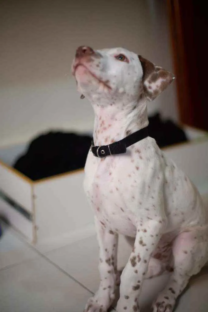 Cachorro raça American Pitbull Terrier idade 2 a 6 meses nome Rorion