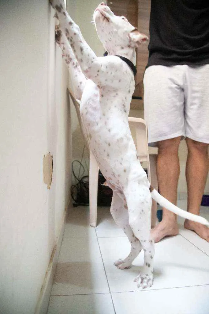 Cachorro raça American Pitbull Terrier idade 2 a 6 meses nome Rorion