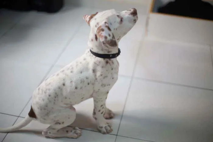 Cachorro raça American Pitbull Terrier idade 2 a 6 meses nome Rorion