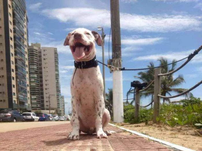 Cachorro raça American Pitbull Terrier idade 2 a 6 meses nome Rorion