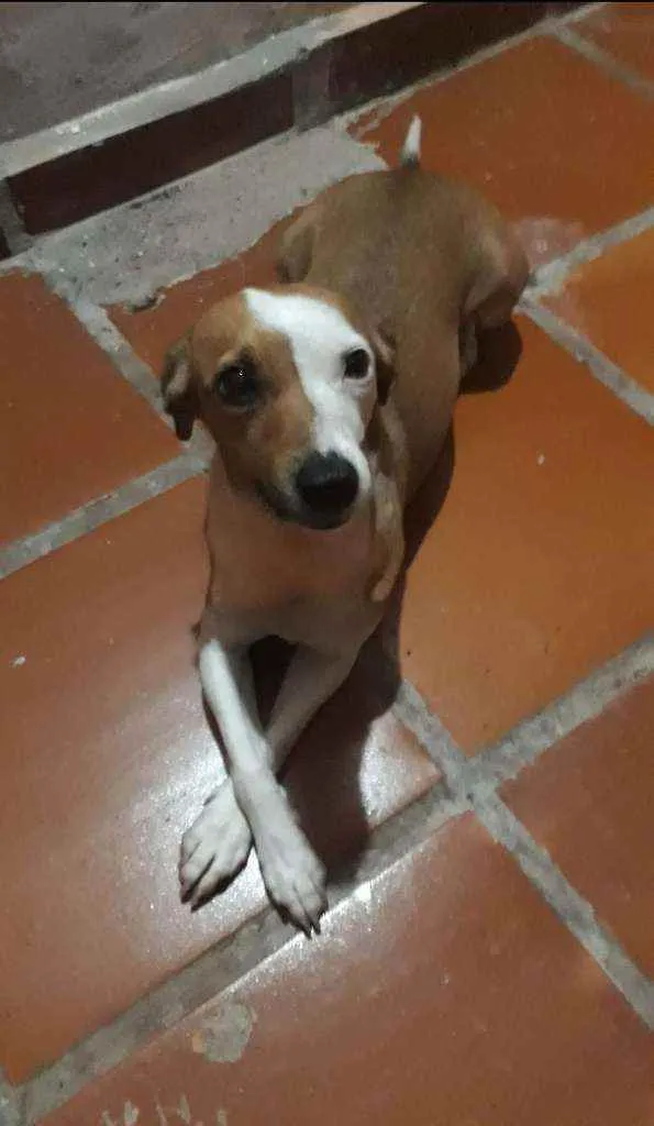 Cachorro ra a Sem raça definida  idade 6 ou mais anos nome Suzy