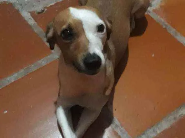 Cachorro ra a Sem raça definida  idade 6 ou mais anos nome Suzy