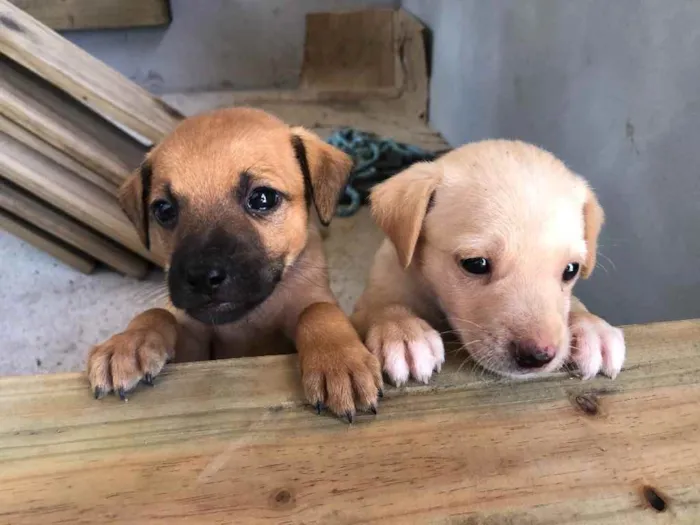 Cachorro ra a Viralata idade Abaixo de 2 meses nome Filhote
