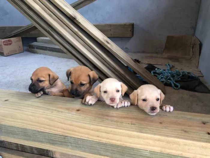Cachorro ra a Viralata idade Abaixo de 2 meses nome Filhote