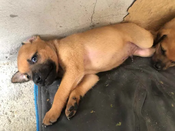 Cachorro ra a Viralata idade Abaixo de 2 meses nome Filhote